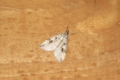 Udea washingtonalis