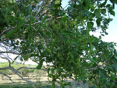 Dendrophthora bermejae