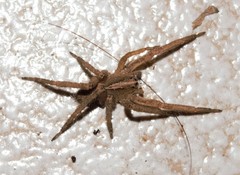 Centroctenus brevipes