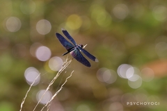 Rhyothemis plutonia