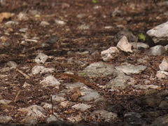 Aspidoscelis angusticeps angusticeps