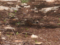 Aspidoscelis angusticeps angusticeps