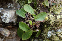 Brachyglottis bellidioides