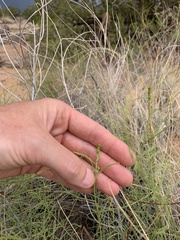 Parryella filifolia
