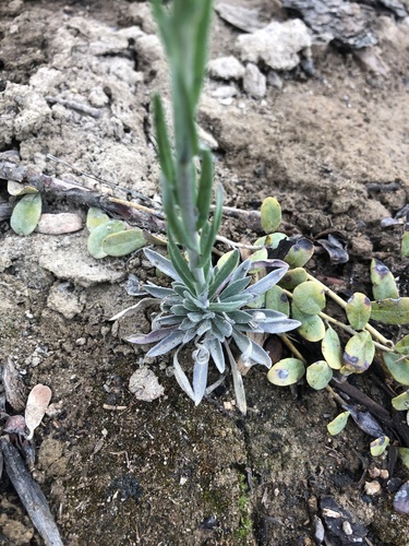 Calder's rockcress (Boechera calderi)