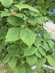 Euonymus maximowiczianus