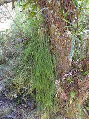 Phlegmariurus billardierei