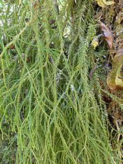 Phlegmariurus billardierei