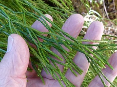 Phlegmariurus billardierei