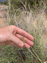 Parryella filifolia