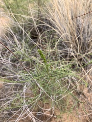 Parryella filifolia