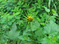 Helianthus debilis silvestris