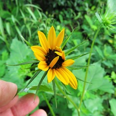 Helianthus debilis silvestris