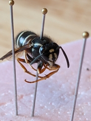 Vespula intermedia