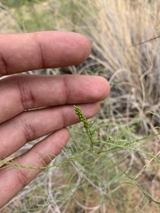 Parryella filifolia