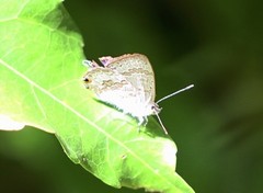 Catopyrops florinda