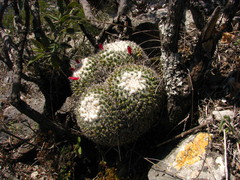 Mammillaria parkinsonii