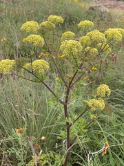 Polytaenia nuttallii