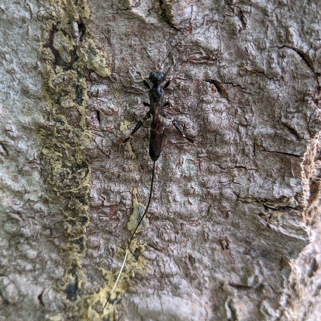 Schlettererius cinctipes