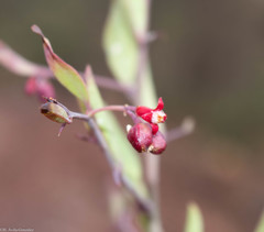 Ximenia parviflora