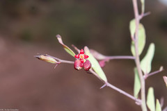 Ximenia parviflora