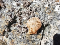 Chlamys