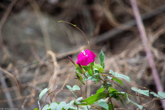 Ipomoea dumosa