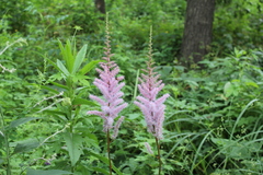 Astilbe chinensis
