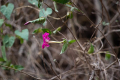 Ipomoea dumosa