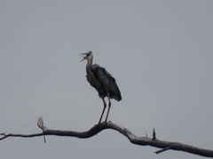 Ardea herodias