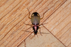 Chlaenius posticalis