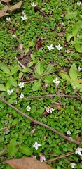 Arcytophyllum serpyllaceum