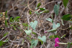 Ipomoea dumosa