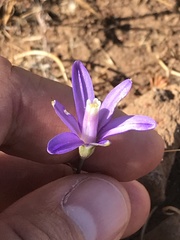 Brodiaea leptandra
