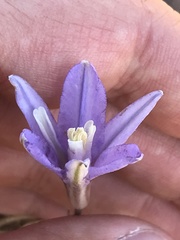 Brodiaea leptandra