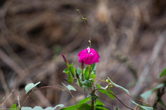Ipomoea dumosa