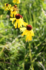 Helenium campestre
