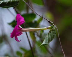 Ipomoea dumosa