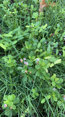 Phyla nodiflora