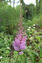 Astilbe chinensis