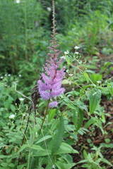 Astilbe chinensis