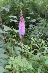 Astilbe chinensis