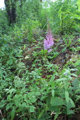 Astilbe chinensis