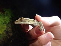 Toropuku inexpectatus