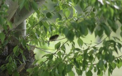 Salpinctes obsoletus