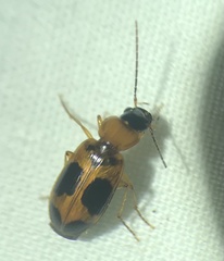 Badister neopulchellus