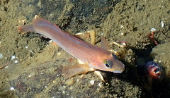 Northern Ronquil photo 3