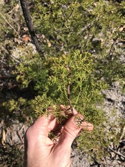 Petrophile canescens