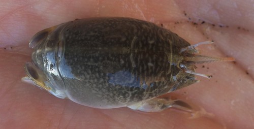 Pacific Sand Crab, photo 9 of 10