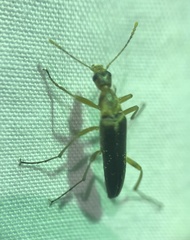 Cephaloon lepturides